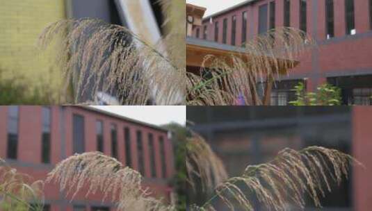 广州天河芦苇工厂红墙高清在线视频素材下载