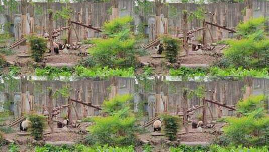成都大熊猫繁育研究基地玩耍嬉戏的大熊猫高清在线视频素材下载