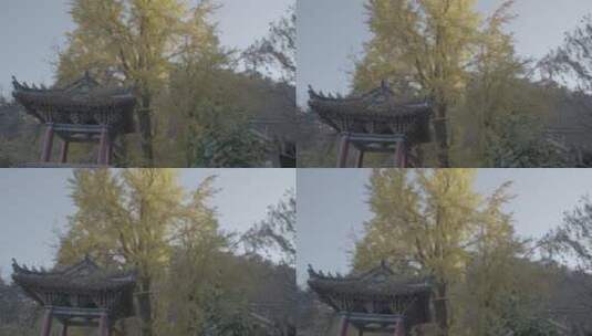 寺观秋季银杏高清在线视频素材下载