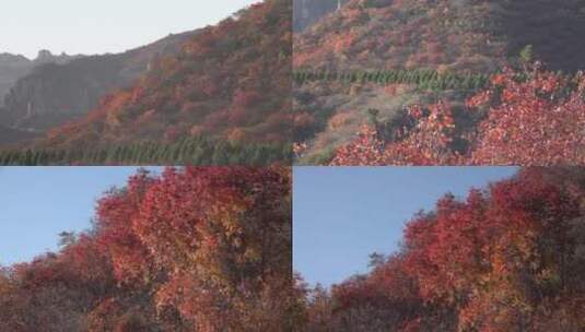 金秋彩色的山林高清在线视频素材下载