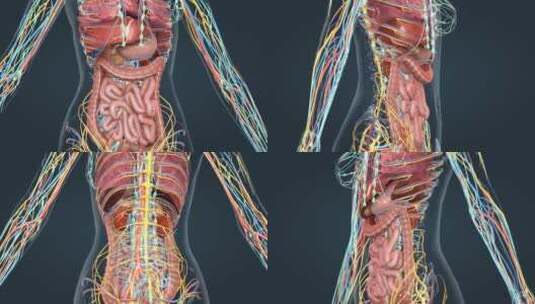 医学 人体 器官 内分泌 神经 肝脏肾脏高清在线视频素材下载