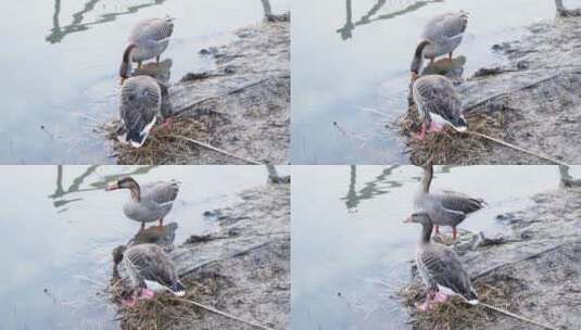 大雁鸿雁在水岸边觅食高清在线视频素材下载