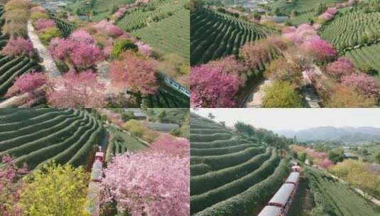 浙江湖州春日梅花梅园铁佛寺近景高清在线视频素材下载