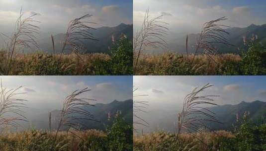 福建漳州平和大芹山风吹芦苇慢动作高清在线视频素材下载