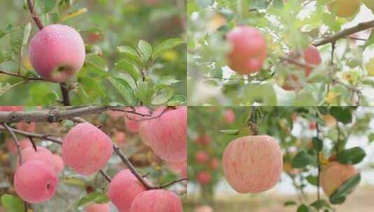 红苹果苹果树特写镜头实拍视频高清在线视频素材下载