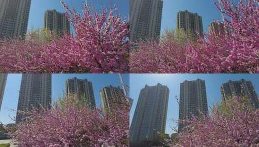 鲜花盛开的城市高清在线视频素材下载