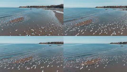 海滩湿地海鸥群鸟高清在线视频素材下载