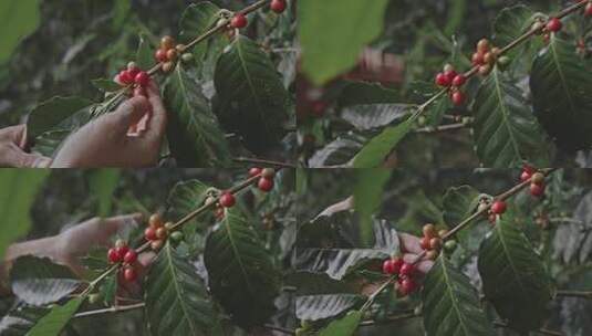 即将成熟的咖啡豆高清在线视频素材下载