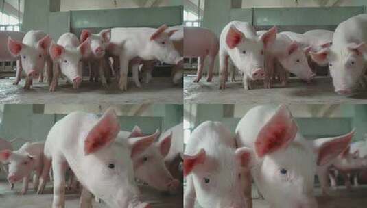 养猪场养殖乡下环保脱贫高清在线视频素材下载