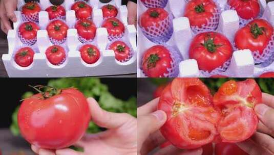普罗旺斯西红柿    沙瓤西红柿高清在线视频素材下载