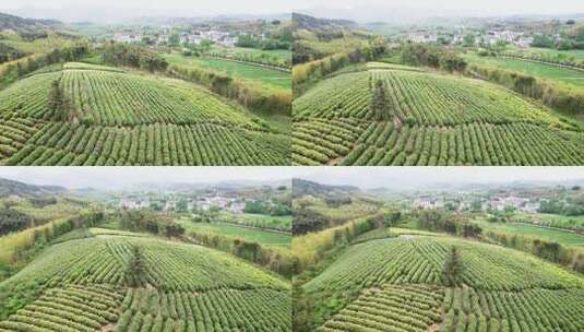茶厂茶山茶园绿茶树航拍高清在线视频素材下载