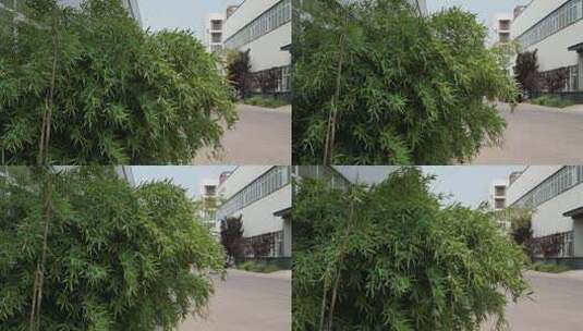 大风中摇摆的竹子高清在线视频素材下载