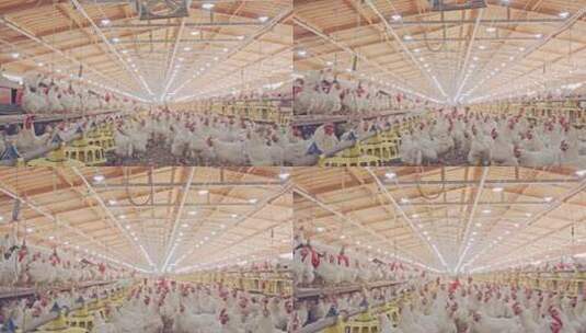 养殖场 科学养鸡高清在线视频素材下载