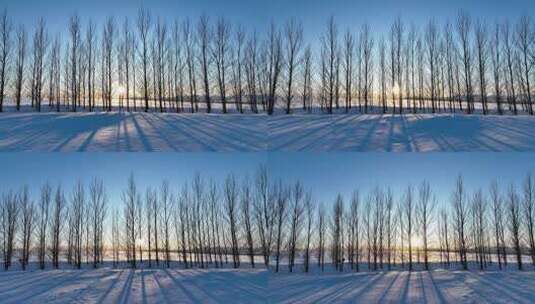 冬季农垦农田防风林带杨树林雪景高清在线视频素材下载