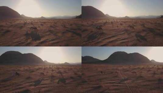 炎热沙漠中的人和骆驼高清在线视频素材下载