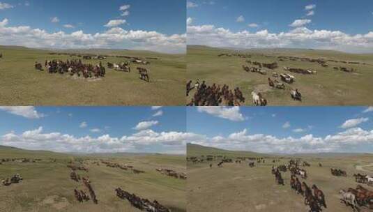 内蒙古草原上的马群高清在线视频素材下载