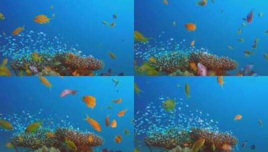 海底世界水下鱼群实拍高清在线视频素材下载