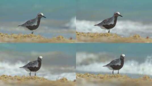 夏天在海边寻找食物的黑腹鸟野生海鸟高清在线视频素材下载