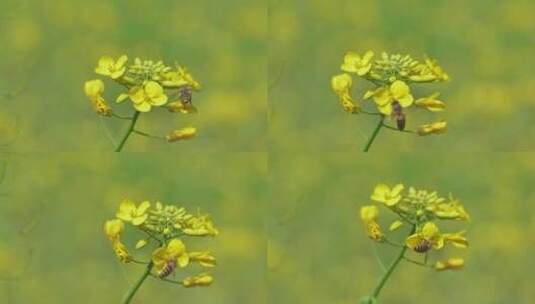 春天油菜花蜜蜂采蜜高清在线视频素材下载