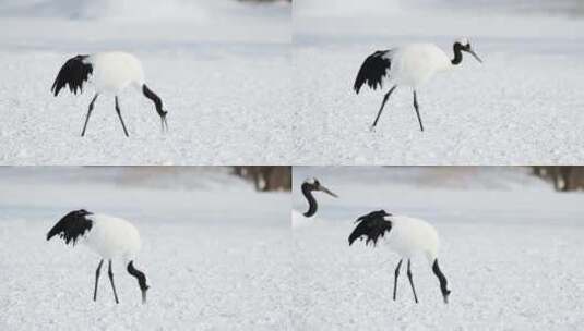 白色的天鹅在雪地里高清在线视频素材下载