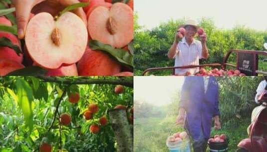 苹果桃 红脆桃高清在线视频素材下载