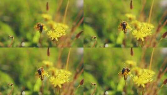 特写蜜蜂采花粉高清在线视频素材下载