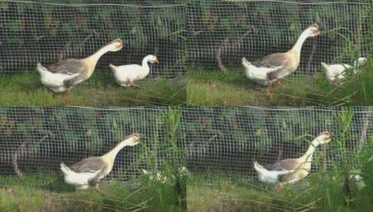 家禽养殖 两只大鹅漫步在农村草坪高清在线视频素材下载