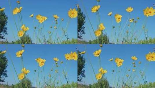 夏天阳光下的金鸡菊花朵高清在线视频素材下载