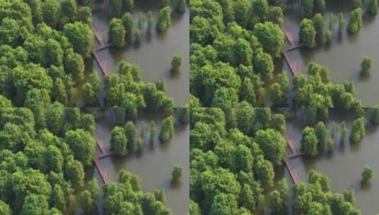 杭州临安青山湖水上森林水杉林高清在线视频素材下载