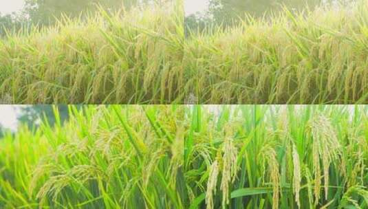 农业丰收 水稻特写高清在线视频素材下载
