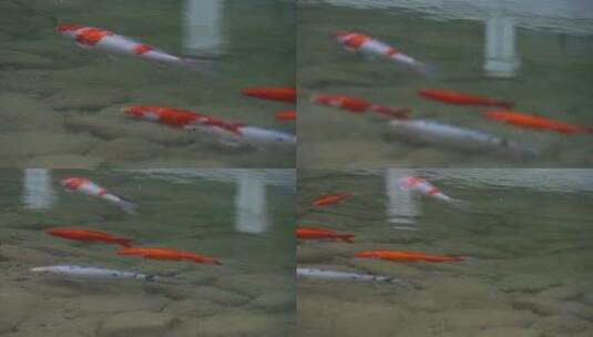 游泳的鱼高清在线视频素材下载