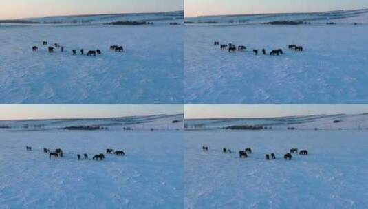 北方冬天荒原中刨雪觅食的马群高清在线视频素材下载