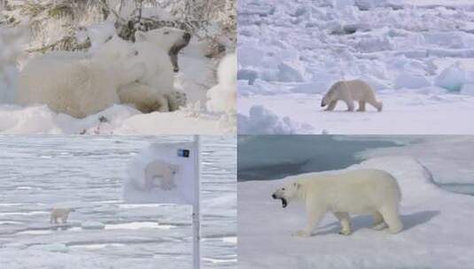 【合集】北极熊 北极熊幼崽 北极 冰川高清在线视频素材下载