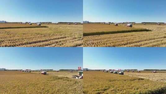 航拍北大荒农场秋收水稻田收割机高清在线视频素材下载