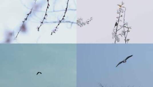 唯美花朵鸟合集高清在线视频素材下载