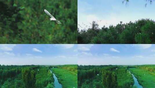 湿地鸟 白鹭 苍鹭高清在线视频素材下载