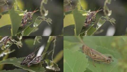 蝗虫吃庄稼自然灾害特写镜头高清在线视频素材下载