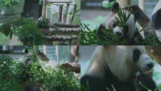 熊猫吃竹叶视频合集高清在线视频素材下载