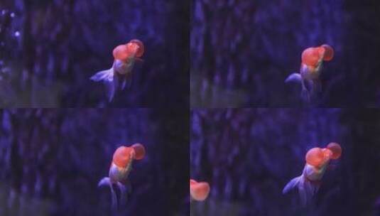 观赏鱼 鱼缸里的金鱼游动慢镜头高清在线视频素材下载