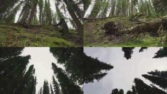 森林枯树木微距古老大树景观荒野求生大自然高清在线视频素材下载