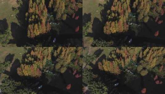 大理秋天秋景秋季树林森林洱海苍山航拍高清在线视频素材下载