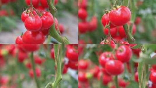 温室里新鲜的番茄高清在线视频素材下载