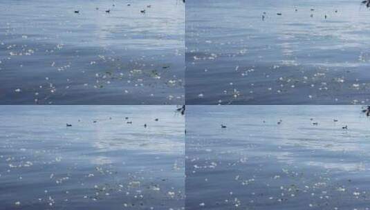 【精品】大理海菜花湖泊洱海倒影野鸭子高清在线视频素材下载