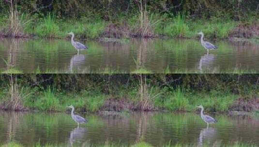 湿地河水中的灰鹭高清在线视频素材下载
