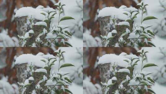 冬天下雪白雪皑皑树桩积雪高清在线视频素材下载