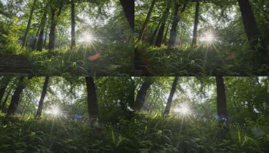 夏天山上森林太阳刺眼星芒高清在线视频素材下载