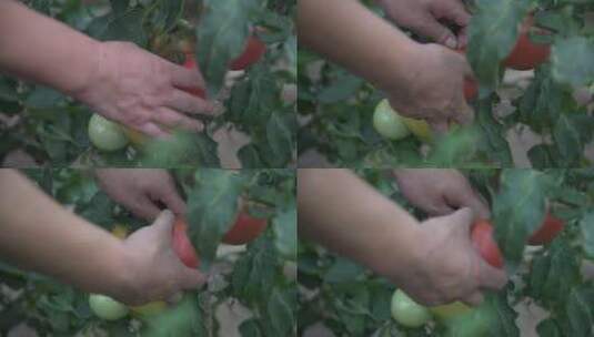 摘番茄高清在线视频素材下载