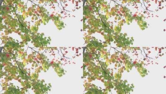 乌桕树-红叶-秋景高清在线视频素材下载
