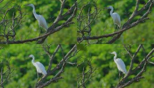 站在树枝上的白鹭白鹤高清在线视频素材下载