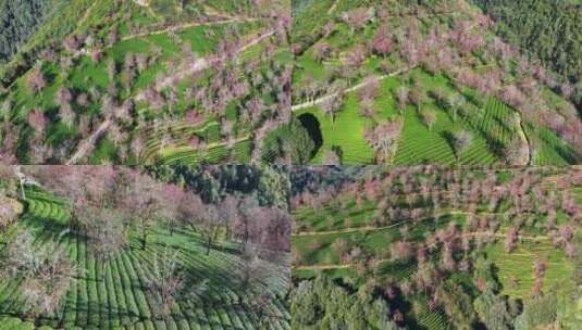 航拍云南无量山樱花谷冬樱茶园风光高清在线视频素材下载